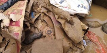 Bangkai tikus di lokasi banjir. Foto: Detik