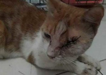 Kucing yang ditembak pria di Cirebon. Foto: Detik