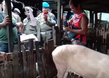 Satpol PP Kota Makassar menertibkan peternakan babi di Kelurahan Panaikang, Kecamatan Panakkukang, Kota Makassar. Foto: iNews