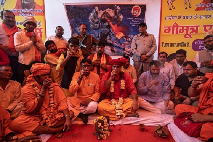 Kelompok Hindu di India menggelar pesta minum urine sapi untuk menangkal virus corona jenis baru. Foto: Reuters