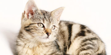 Fakta Kucing, Hukum Menabrak Kucing