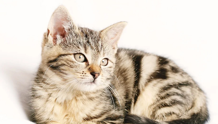 Fakta Kucing, Hukum Menabrak Kucing, Manfaat memelihara kucing
