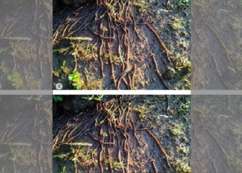 Ribuan cacing keluar dari tanah. Foto: Solopos/Instagram