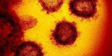 Gambar mikroskop elektron transmisi menunjukkan coronavirus baru yang muncul dari permukaan sel manusia. Foto: Kompas.com