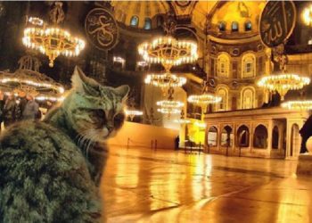 Gli. Foto: Instagram Hagia Sophia Cat