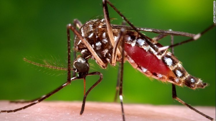 Nyamuk Aedes Aegepti penyebab demam berdarah. Foto: CNN
