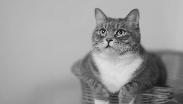 Wah, Istanbul, Surganya Kucing! 2 Istanbul