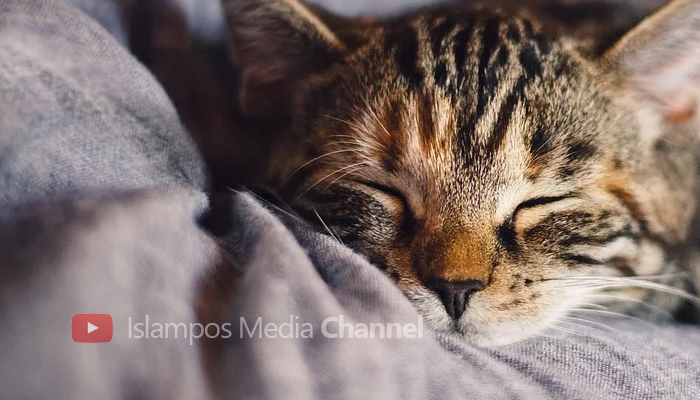 Balasan bagi Orang yang Kejam terhadap Kucing, pesan kucing