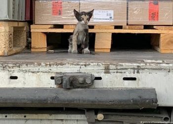 Anak kucing dari Tunisia tiba di Jerman. Foto: Tunisianumerique