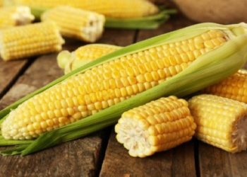 10 Manfaat Jagung untuk Kesehatan 1