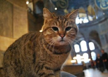 Gli, kucing penghuni Hagia Sophia. Foto: Yeni Safak