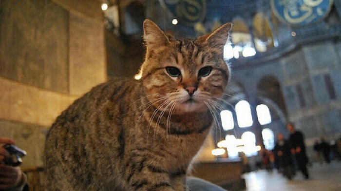 Gli, kucing penghuni Hagia Sophia. Foto: Yeni Safak