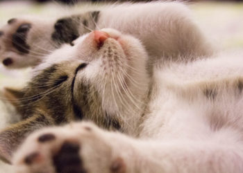 Waktu Terbaik Tidur, Kucing, Hukum Air Liur Kucing, Syarat Memelihara Hewan Peliharaan dalam Islam