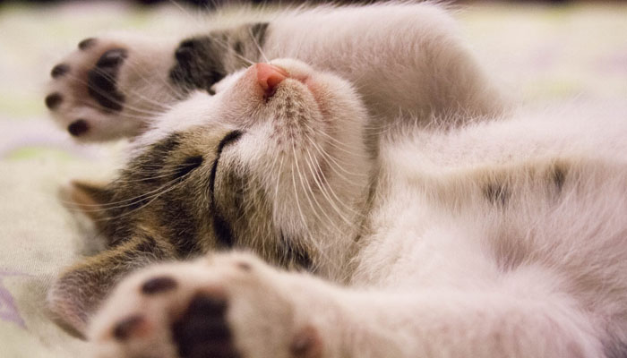 Waktu Terbaik Tidur, Kucing, Hukum Memelihara Kucing