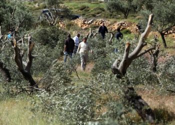 Pemukim Yahudi rusak pohon zaitun warga Palestina. Foto: WAFA