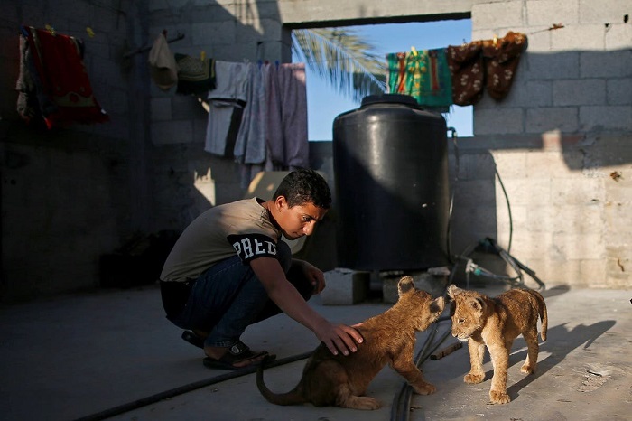 Seorang anak laki-laki bermain dengan dua anak singa peliharaan yang dibeli Naseem Abu Jamea Palestina dari kebun binatang setempat dan disimpan di atap rumahnya, di Khan Younis, Jalur Gaza. Foto: Reuters