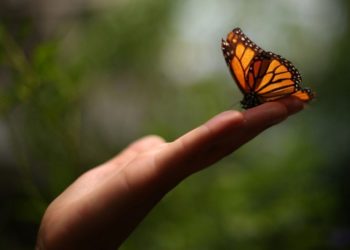 Ilustrasi kupu-kupu. Foto: Bloomberg