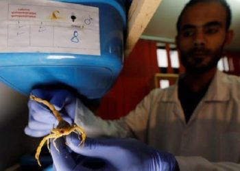 Mohamed Hamdy Boshta memeriksa kalajengking untuk mengekstrak racun berharga mereka untuk keperluan pengobatan, di perusahaannya di Kairo, Mesir. Foto: Reuters