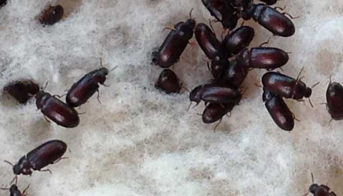 Bolehkah Memakan Semut Jepang untuk Pengobatan? 1 Foto: Liputan6