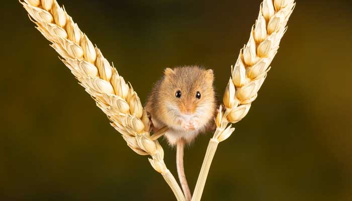 Bolehkah Membunuh Tikus dengan Air Panas? 4 Membunuh Tikus dengan Air Panas