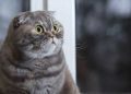 biaya untuk kucing, sterilisasi hewan, kucing