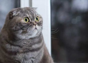 biaya untuk kucing, sterilisasi hewan, kucing