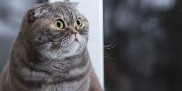 biaya untuk kucing, sterilisasi hewan, kucing