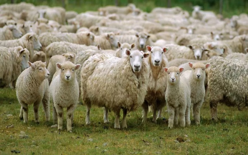 gembala kambing ilustrasi pekerjaan para nabi