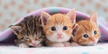 Ketentuan Pemeliharaan Kucing hukum menyakiti binatang,anak kucing manfaat memelihara kucing dalam islam