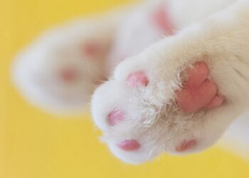 kuku kaki tangan kucing hukum mensterilkan hewan