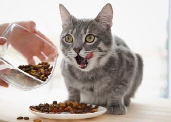 nafkah hewan peliharaan, Manfaat memberi makan kucing
