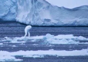 Potret sesosok makhluk yang disebut-sebut sebagai Ningen, penghuni Antartika. Foto: Kumparan