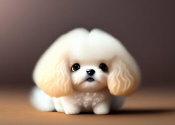 Anjing