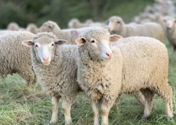 kambing, kurban, hewan, akikah, aqiqah