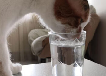 Kucing