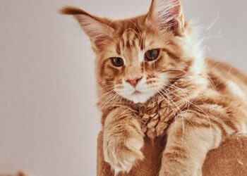 Kucing